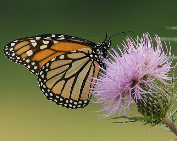 Monarch on Thistle