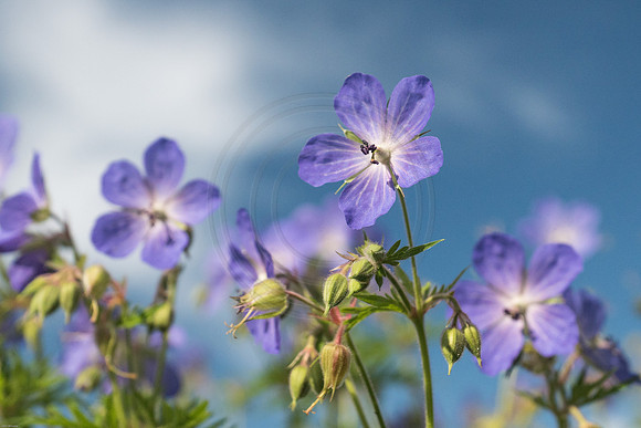 German Wild Geranium 2016