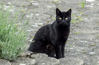 German Black Cat 2016