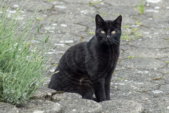 German Black Cat 2016