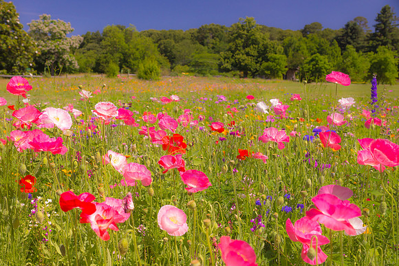 Pastel Pink Poppies in Field of Wildflowers 2014