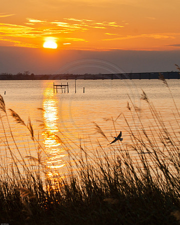 Gull and Sunset