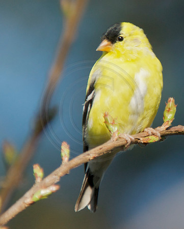Goldfinch on Crepe Myrtle Twig 2