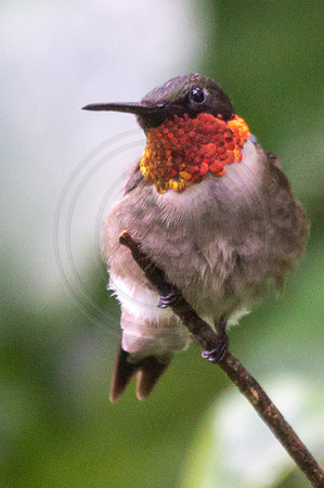 Male Ruby Throat Perched 2 2014