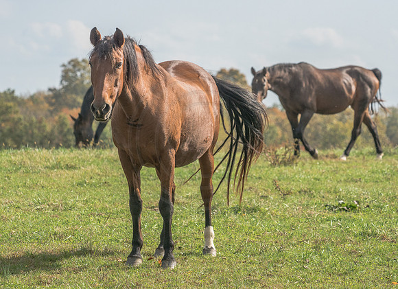 Welbourne Farm Horses 1 2016