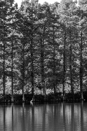 B&W Egret at Water's Edge 2014
