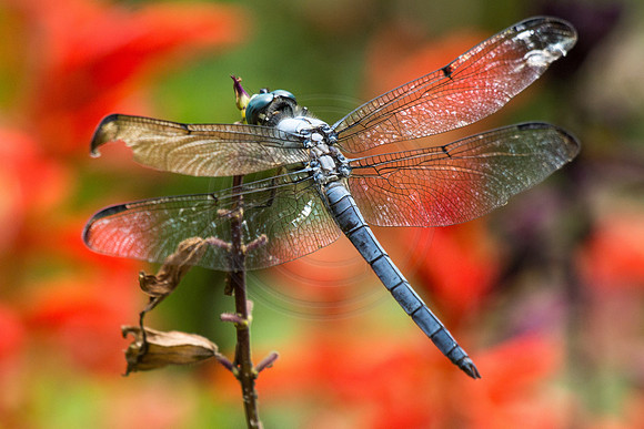 Blue Dragonfly with Red Salvia