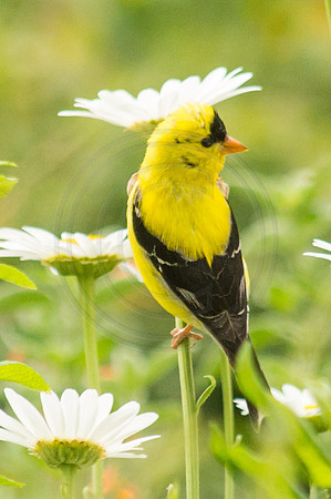Goldfinch in Daisies 2 2014