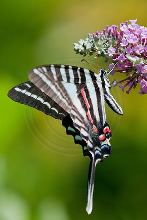Zebra Swallowtail