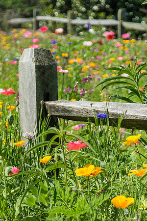 Poppies and Fence 2014