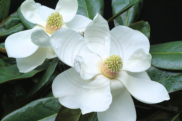 Two Magnolia Blooms