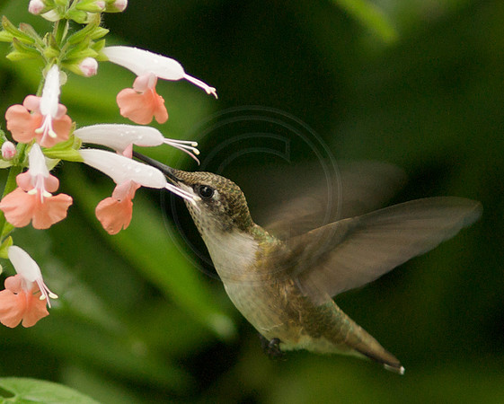 Hummingbird on White and Coral Salvia