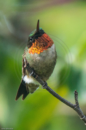 Hummingbird Lookout 2