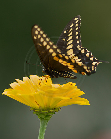 Black Swallowtail Feeding on Yellow Zinnia