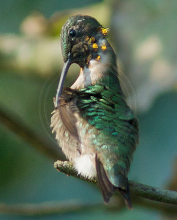 Male Ruby Throat Preening 2
