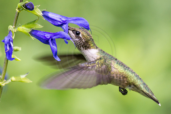 Humminbird in Black and Blue Salvia 2014