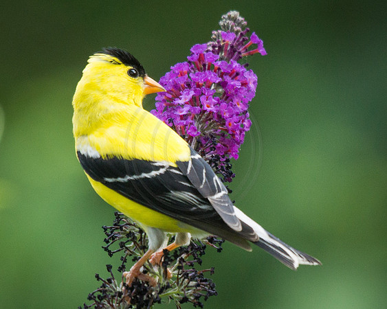Goldfinch on Black Knight Butterfly Bush 2014