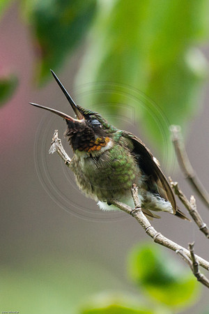 Hummingbird Yawn