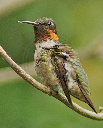 Male Ruby Throat Ruffled