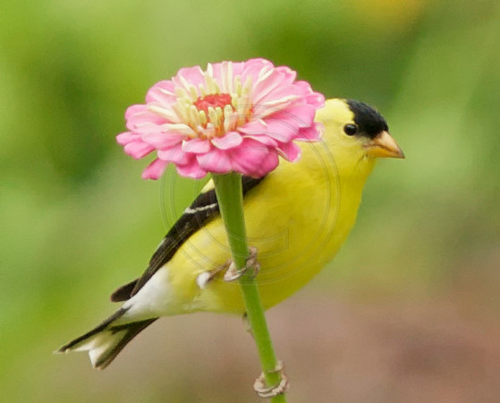 Goldfinch Male on Pink Zinnia