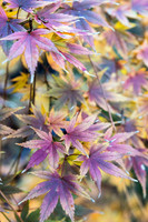 Japanese Maple Leaves 10 Fall 2012