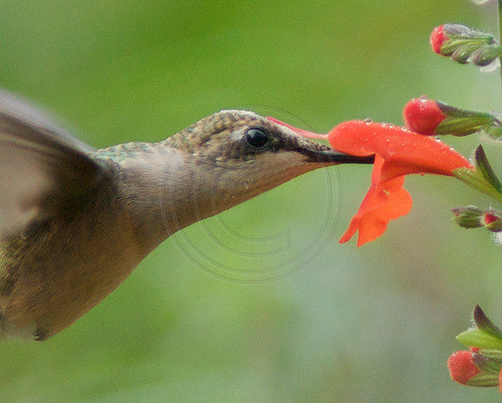 Close Up Hummingbird In "Lady in Red" Salvia