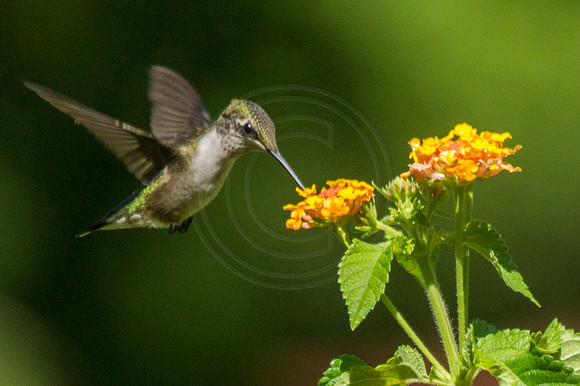 Hummingbird at Lantana 4 2014