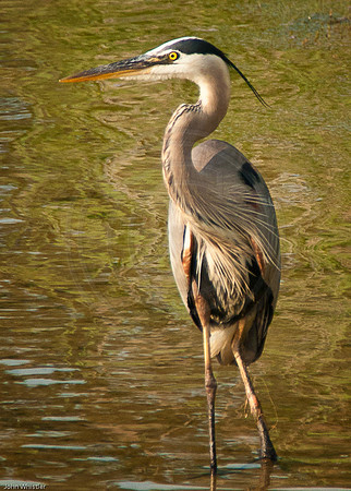 Great Blue Heron