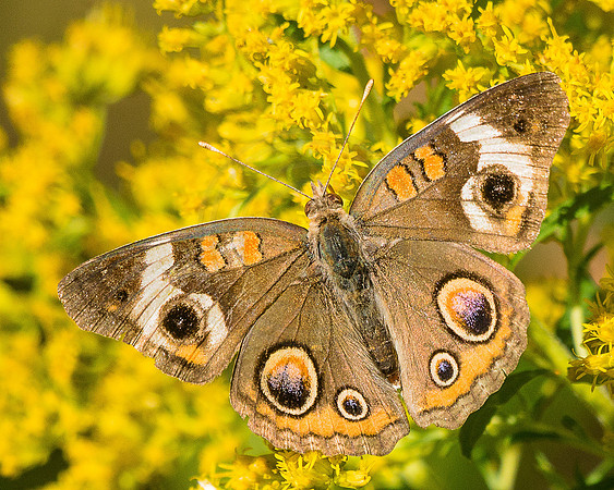 Buckeye on Goldenrod 2015