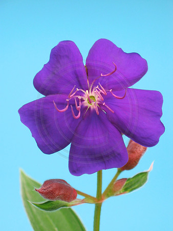 Tibouchina Close Up