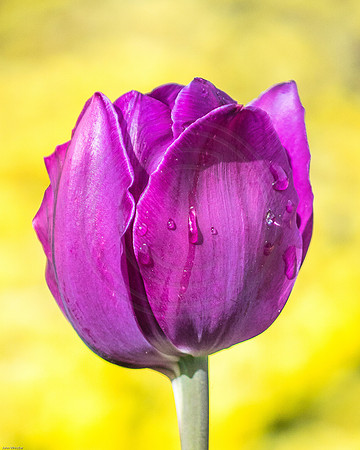 Purple Tulip Yellow Background