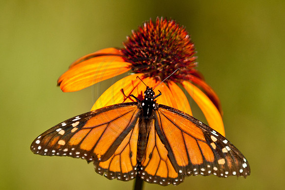 Monarch on Tiki Torch Echinacea
