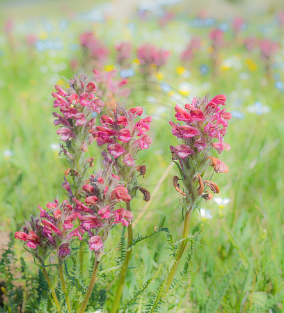 Yellowstone Wildflowers Pastel 2017