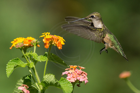 Hummingbird at Lantana 3 2014