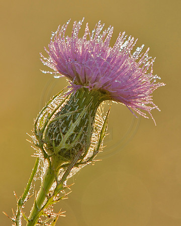 Thistle With Dew Drops