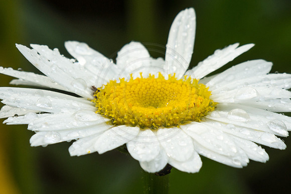 Daisy with Dew 1