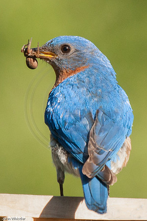 Bluebird and Spider