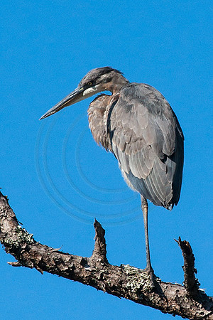 Great Blue Heron in Chincoteague