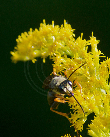 Hornet on Goldenrod