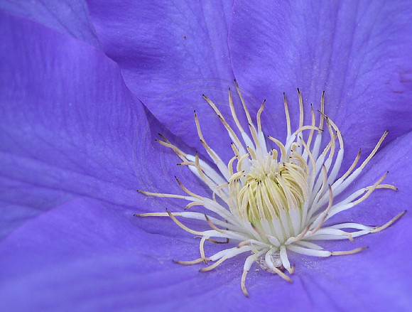 Blue Clematis Close Up