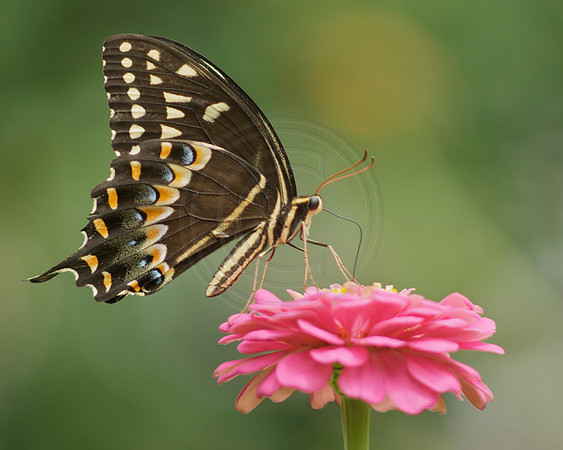 Palamedes Swallowtail on Pink Zinnia