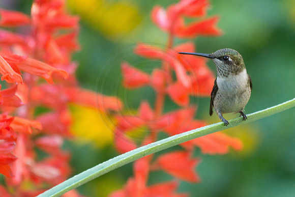 Hummingbird Viewing Lighthouse Lobelia 2014