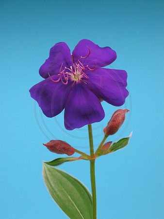 Tibouchina on Blue