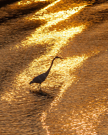 Great Blue Heron in Golden Waves