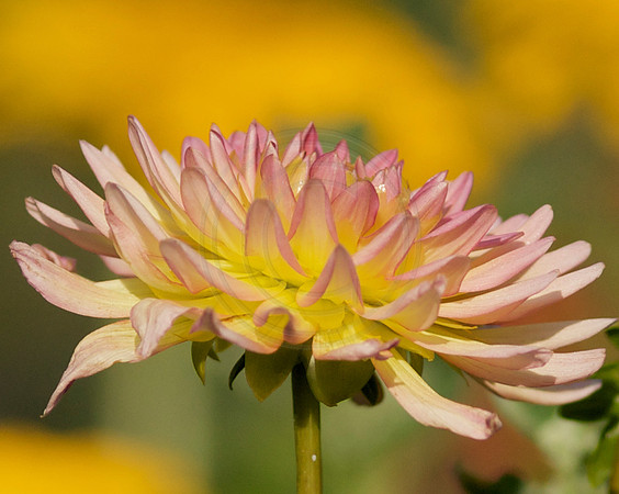 Dahlia Yellow Backgroun
