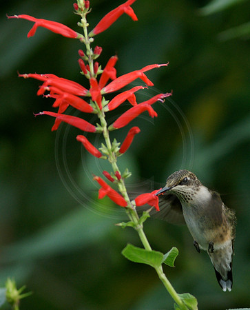 Hummingbird Feeding at Pineapple Sage 3