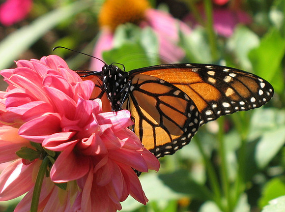 Monarch on Pink Dahlia