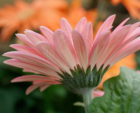 Pink Gerbera Orange Background