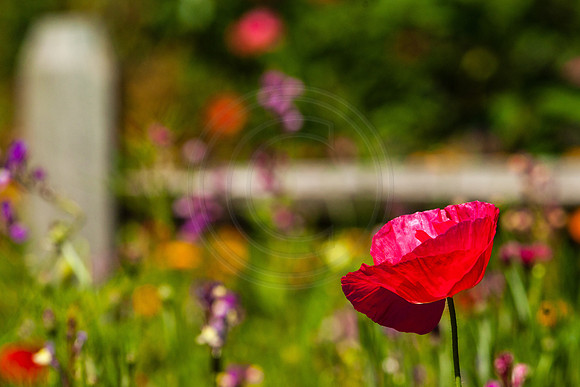Red Poppy in Wildflower Garden 2014