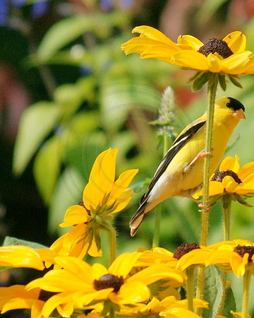 Black Eyed Susan Umbrella
